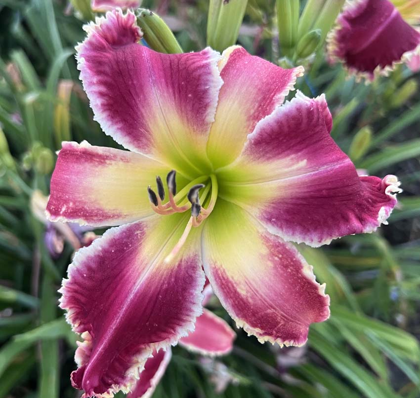 Big Cats Don&rsquo;t Cry 